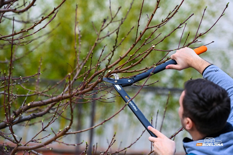 Orezivanje biljaka zimi: Koje vrste treba sačekati i kako zaštititi proljetno cvjetanje