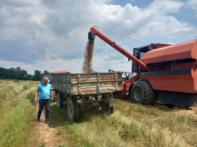 Semberija: Žetva pšenice u toku, prinosi ne obećavaju (FOTO)