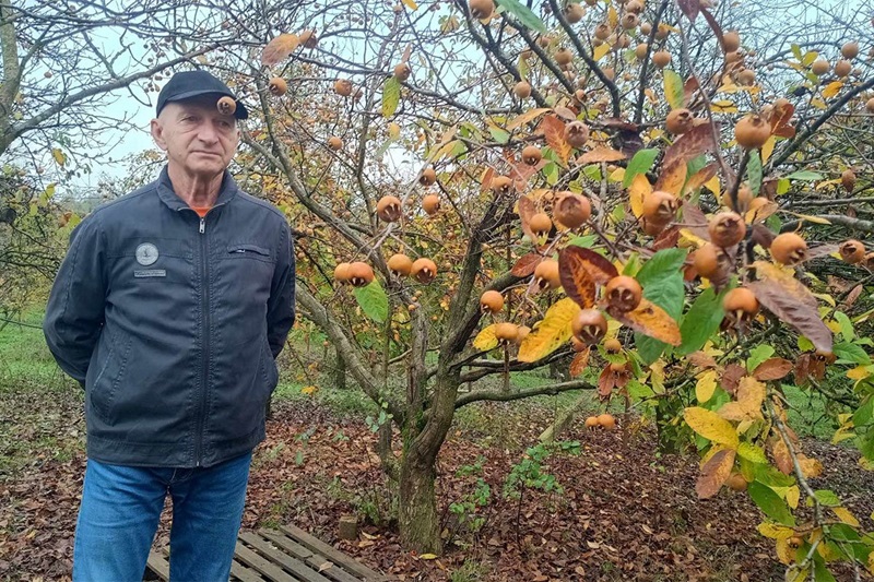 Autohtona mušmula na rubu nestanka u BiH, a ima nevjerovatna ljekovita svojstva