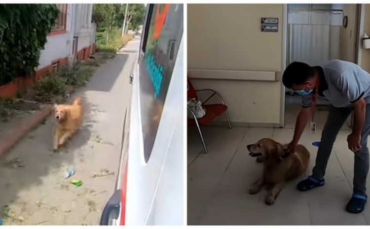 Pas nije htio napustiti vlasnicu, trčao je za vozilom hitne pomoći sve do bolnice