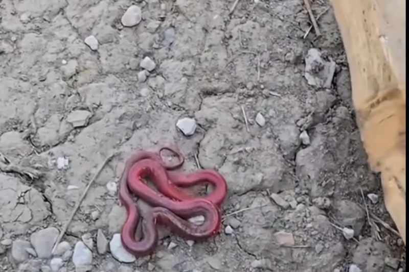 Misteriozna crvena zmija snimljena u Rožajama: 