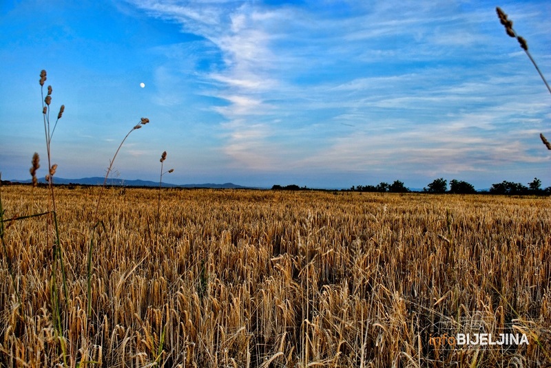Agroanalitičar savjetuje ratarima da ne prodaju pšenicu odmah