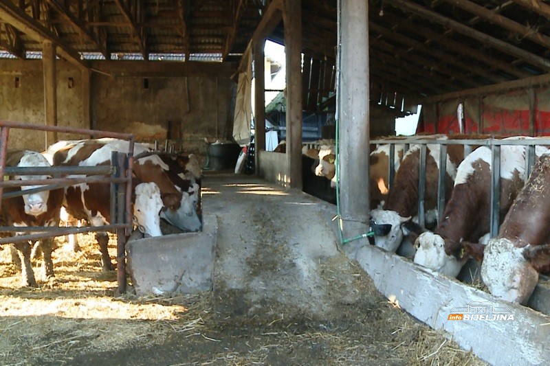 Semberski mljekari na ivici opstanka: “Kupujemo hranu za stoku, a 80 - 90 grla nije lako nahraniti” (FOTO)