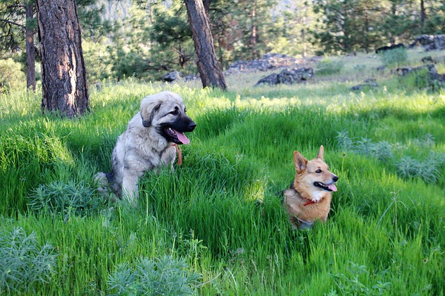 Istrajni goniči i odani čuvari: Upoznajte autohtone srpske rase pasa