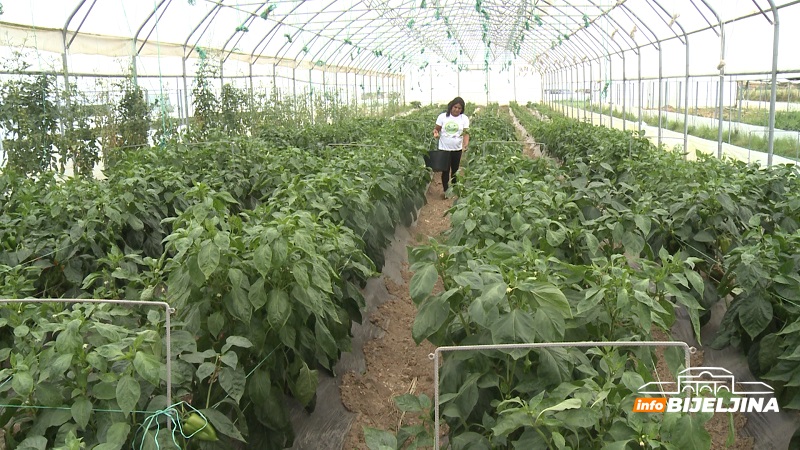 Kvalitet se lako prepoznaje: “Agroplan” Bijeljina proizvodi organsko povrće, dostavljaju ga na kućnu adresu (FOTO) 