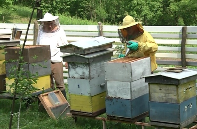Tešići iz Donje Trnove se generacijama bave pčelarstvom: Nakon api komora u planu prenoćište i restoran (FOTO)
