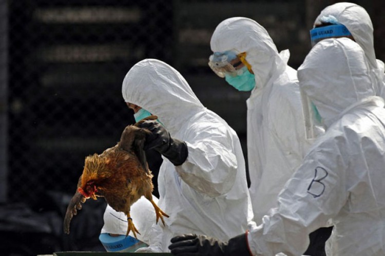 Ptičiji grip ponovo u Evropi: U BiH bez novih slučajeva, nadležni budno prate situaciju