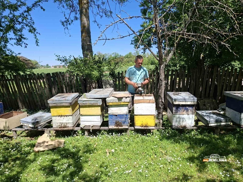 Đorđići iz Semberije obrađuju 20 hektara, imaju farmu bikova, svinje, ovce i pčele: Nigdje kao u zavičaju (FOTO)