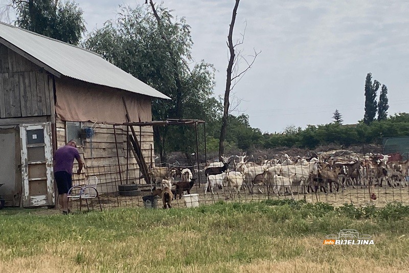 Sve proda na kućnom pragu: Gojko Stanković iz Popova živi od koza i ne bi ih mijenjao ni za kakav posao (FOTO)