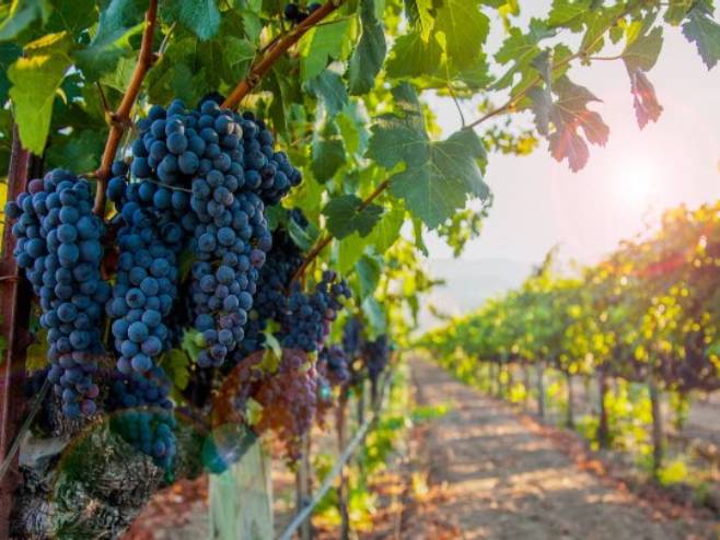 Počela berba grožđa u carskim vinogradima