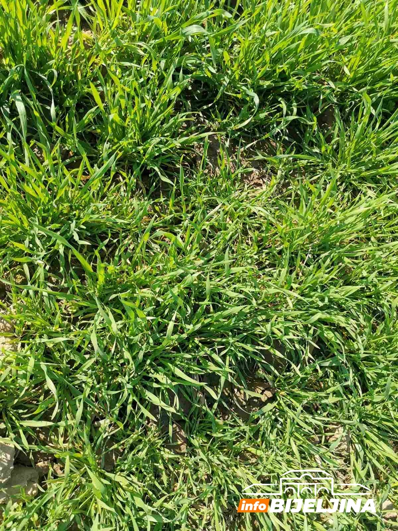 Poljoprivrednici u RS upozoreni: Neophodni tretmani protiv korova i bolesti za očekivane prinose