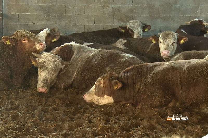 Sporno meso iz Brazila uznemirilo farmere u Semberiji: Traže ozbiljne mjere i predlažu rješenje (FOTO)