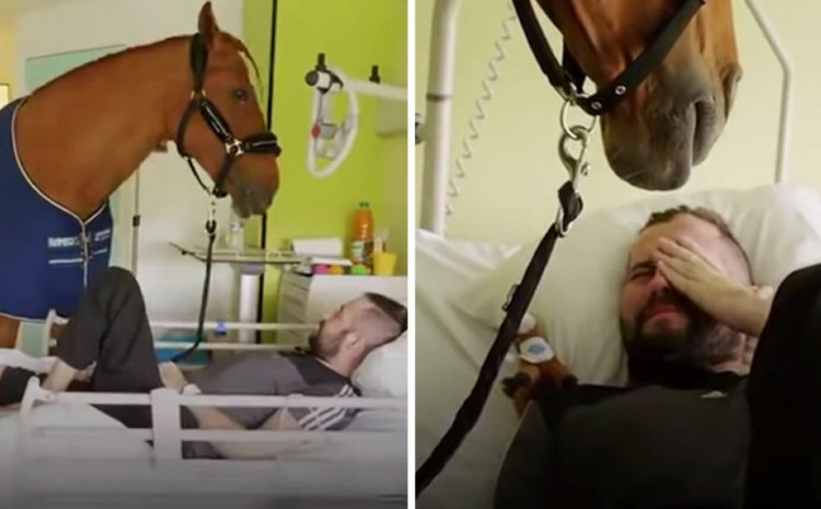 Konj pruža utjehu teškim bolesnicima: 
