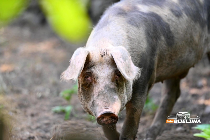 Afrička kuga svinja potvrđena na 496 gazdinstava u Srbiji, eutanazirano više od 10.500 životinja