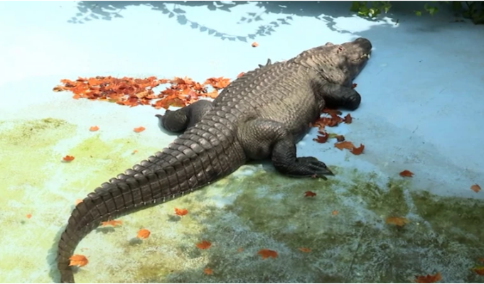 Muja je najstariji aligator na svijetu: Ima blizu 100 godina i živi u Vrtu dobre nade