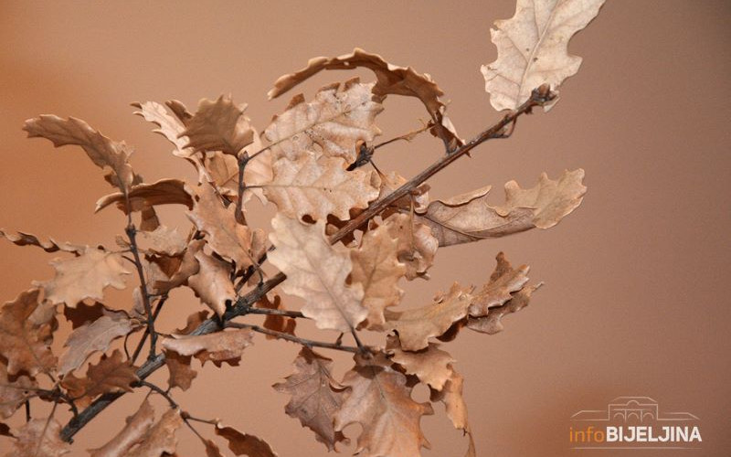 Evo zbog čega se u nekim krajevima BADNJAK maže medom