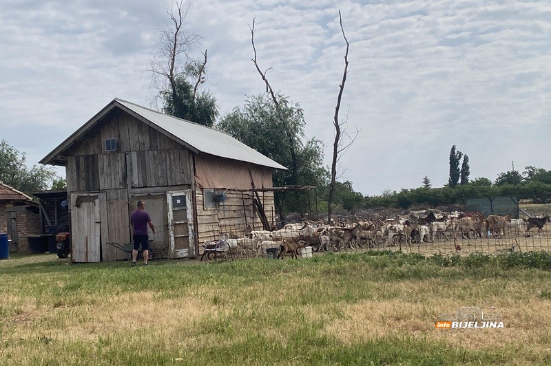 Sve proda na kućnom pragu: Gojko Stanković iz Popova živi od koza i ne bi ih mijenjao ni za kakav posao (FOTO)