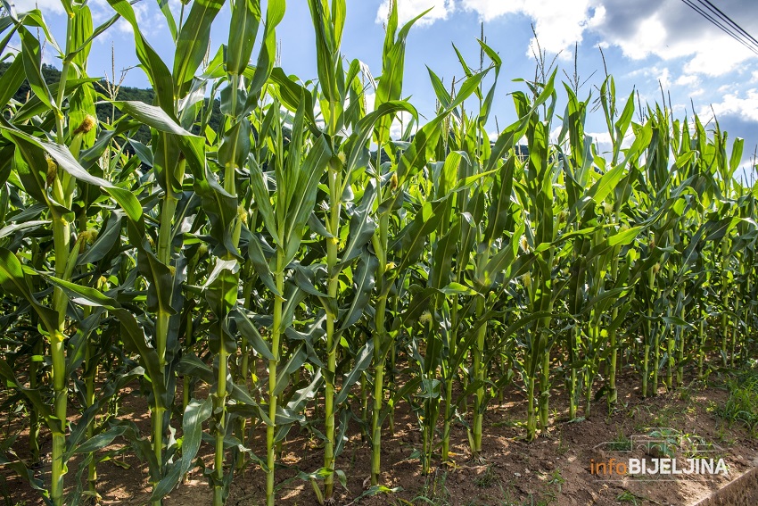 Kiša spasila kukuruz u Semberiji