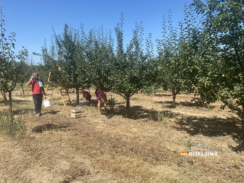 Tužne scene u šljivicima u Ugljeviku: Rod prošle godine lomio stabla, a sad šteta do 100 odsto (FOTO)
