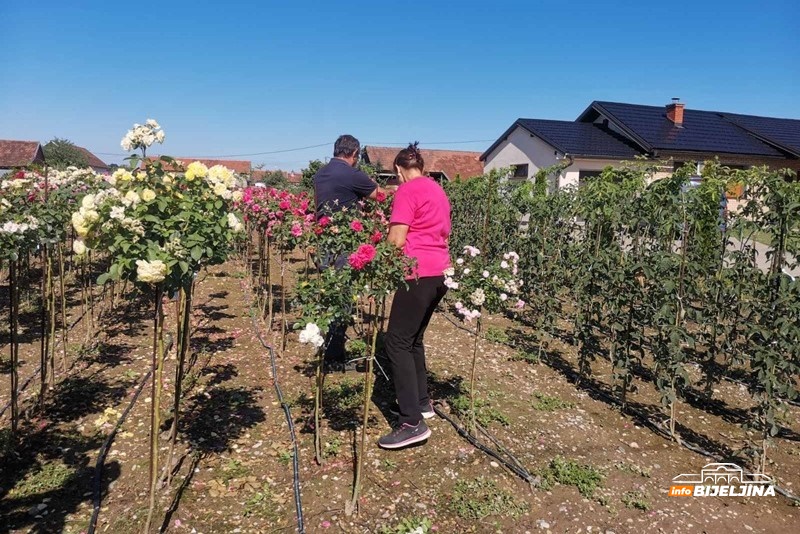 Iz Švedske se vratili u Semberiju: Zarada na 3,5 dunuma ruža kao na 20 dunuma povrća (FOTO)