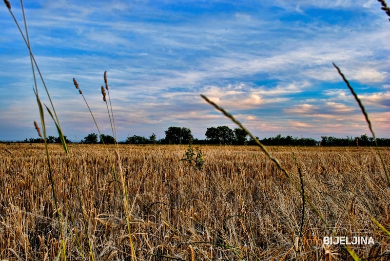 Bijeljina: Premija za pšenicu dva feninga po kilogramu