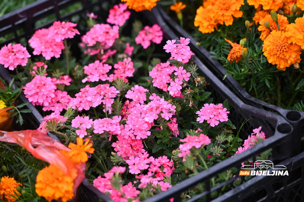 Otvoren Sajam cvijeća u Bijeljini (FOTO)