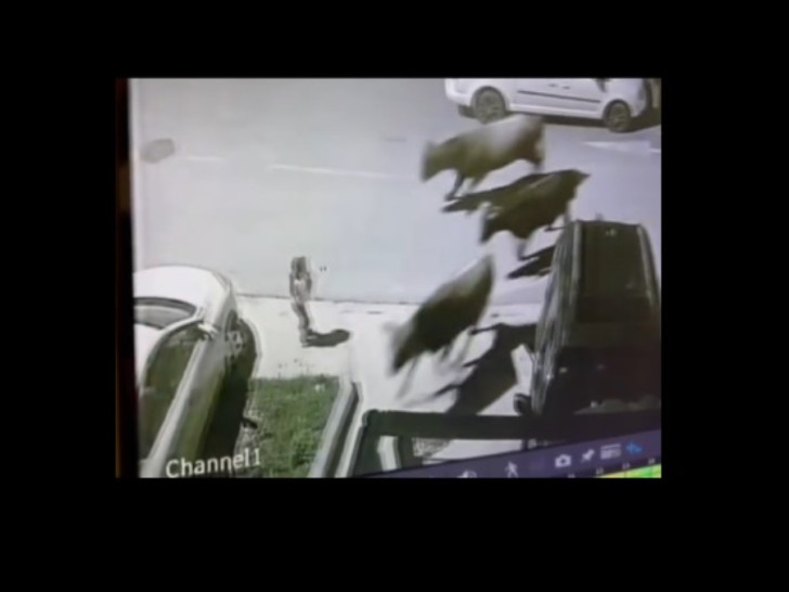 Krdo krava umalo pregazilo dijete na parkingu (VIDEO)
