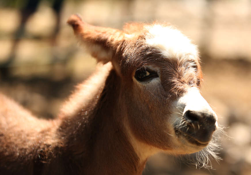 Koliko vas zna: Evo kako se zove MLADUNČE MAGARCA
