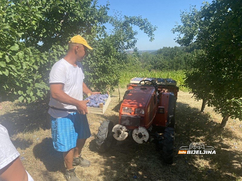Tužne scene u šljivicima u Ugljeviku: Rod prošle godine lomio stabla, a sad šteta do 100 odsto (FOTO)