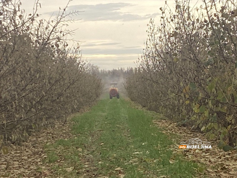 Bijeljinski proizvođači lješnjaka izgubili na rodu, dobili na cijeni: Kako je stanje u Turskoj spasilo voćare u Semberiji? /FOTO/