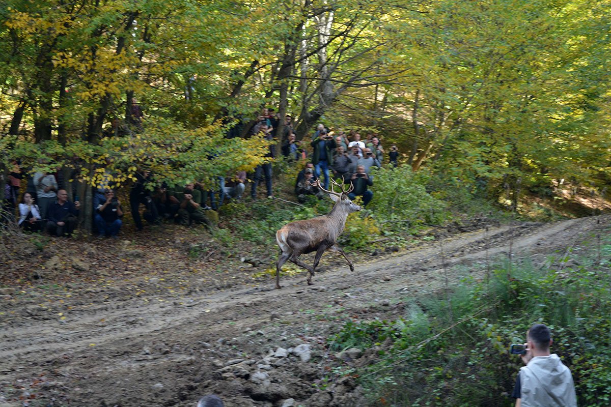 Evropski jeleni se vraćaju na Majevicu poslije 30 godina (FOTO)