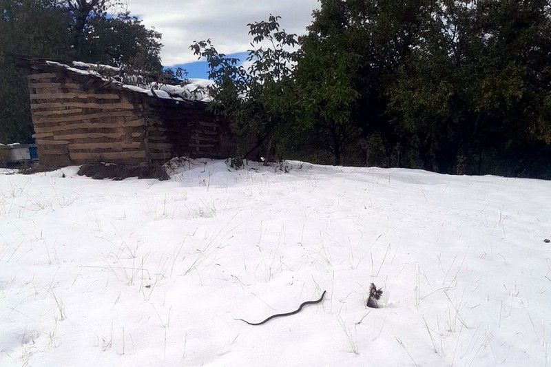 Usred snijega VIĐENA ZMIJA, narodno vjerovanje kaže da je to znak