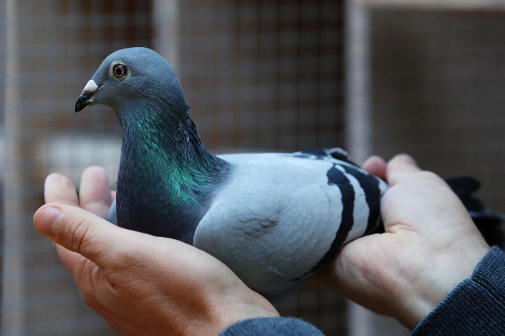 Nezabilježen let goluba pismonoše - od Španije do Srbije za tri nedjelje