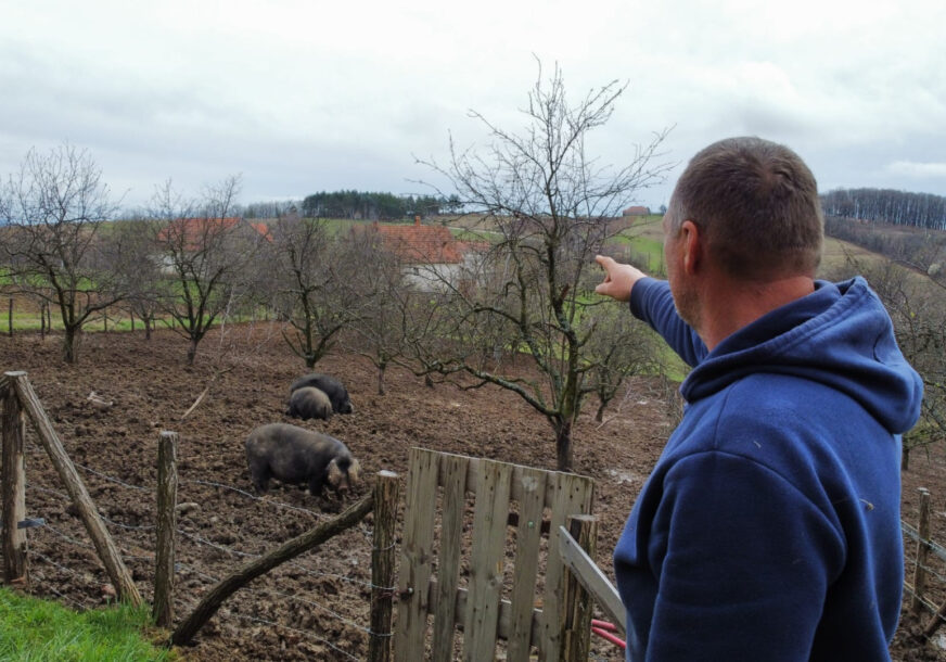 Vukovići izgradili TERETANU ZA SVINJE: Sad umjesto slanine sapunjare imamo pančetu (FOTO)