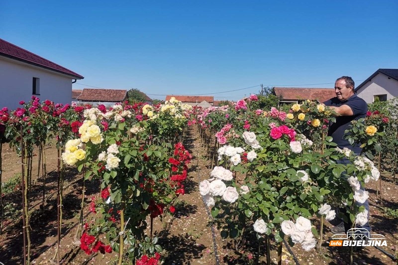 Iz Švedske se vratili u Semberiju: Zarada na 3,5 dunuma ruža kao na 20 dunuma povrća (FOTO)