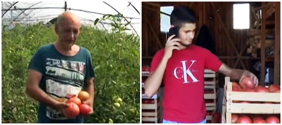 Ugljevik: Radivojevići na svom imanju dnevno uberu više od tonu i po paradajza 