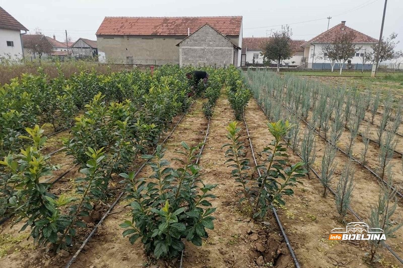 Draža im Semberija od Švedske: Sa 3,5 dunuma pod cvijećem dobiju kao sa 20 pod povrćem (FOTO)