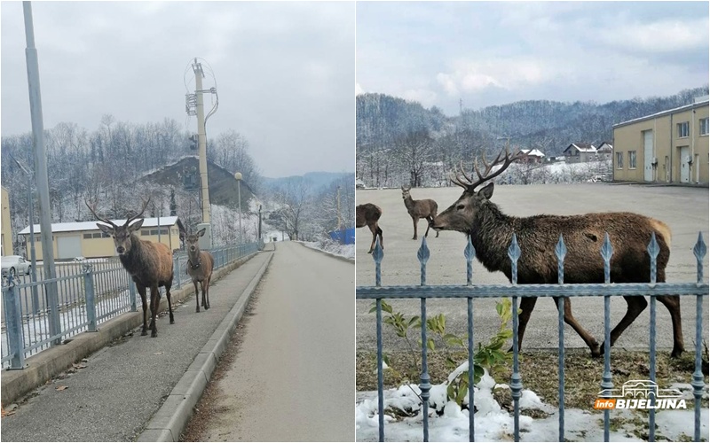 Impresivan prizor u Loparama: Jeleni se spustili do kuća (FOTO)