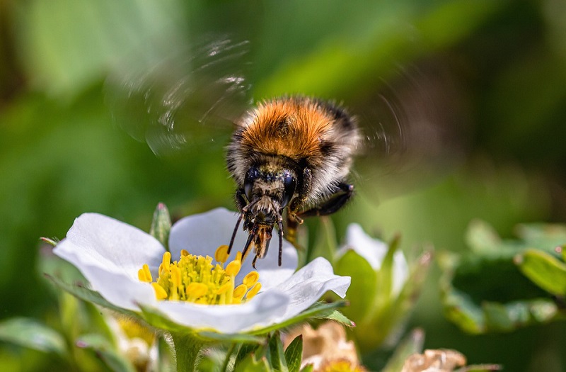 Institut za zdravlje: Kako se zaštititi od polenske alergije