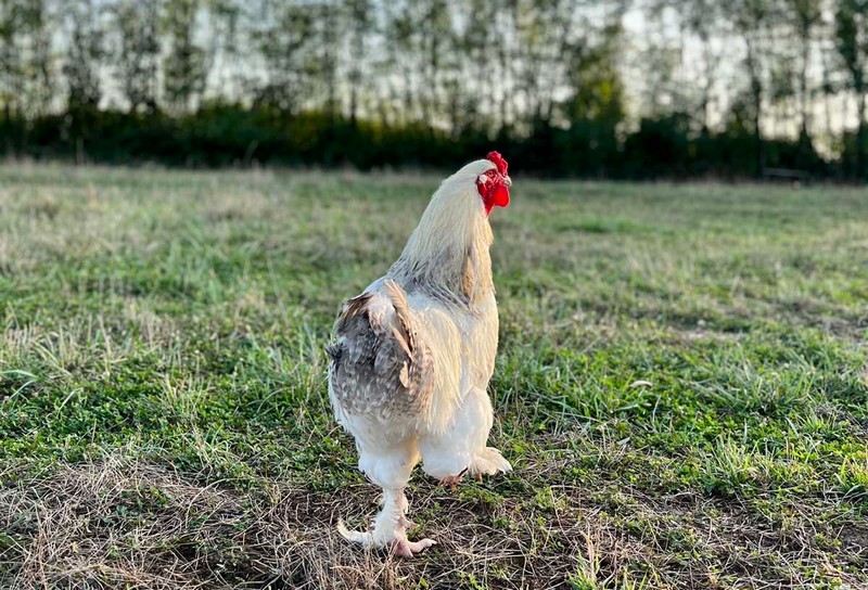 Ranč “Nirvana”- semberska oaza mira i ljepote (FOTO)