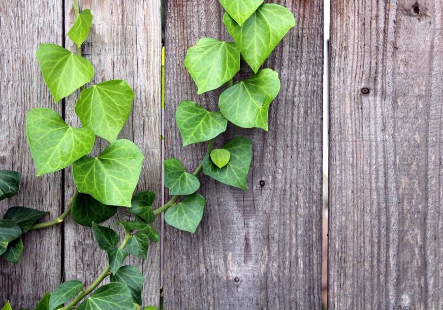 Ovu biljku nikada ne unosite u kuću, donosi nesreću i bolest