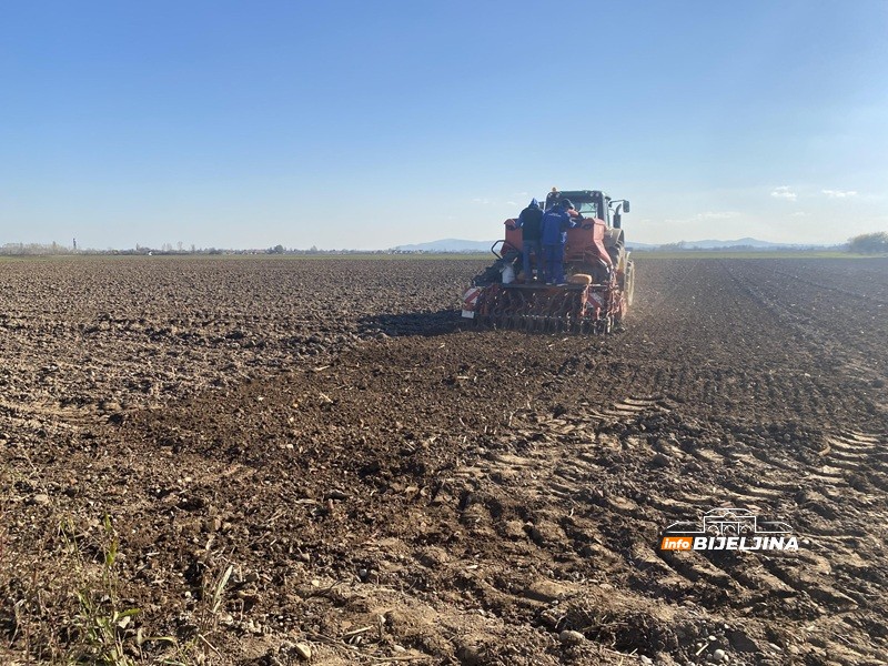 Napreduje ozima pšenica u Semberiji, ali joj prijeti opasnost: “Simptome možemo uočiti tek u proljeće”