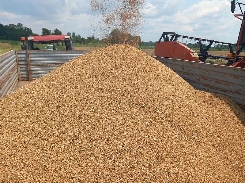 Farmeri u Srpskoj traže: Istražiti cijenu ukrajinske pšenice koja dolazi u BiH