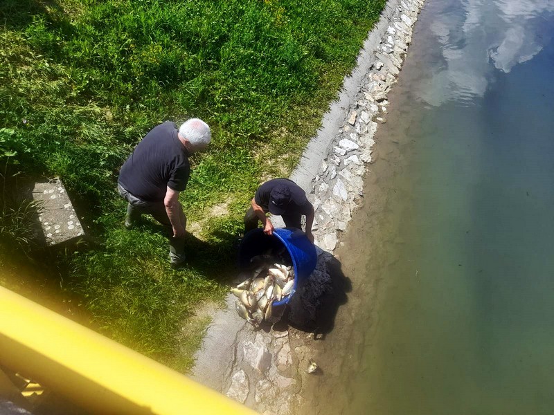 U Dašnicu, Savu i Drinu pustili 630 kg šaranske mlađi: Naši vodotoci sve bogatiji ribom (FOTO)