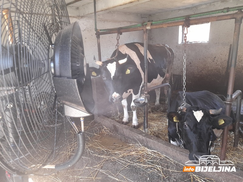 Tropske vreline smanjile proizvodnju mlijeka: Iskustvo farmera iz Amajlija /FOTO/