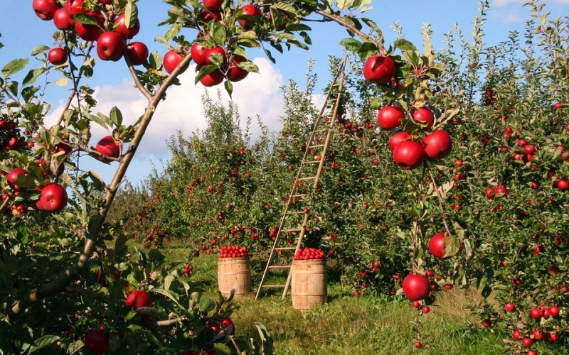 U toku berba jabuka, rod i do tri puta manji nego lani