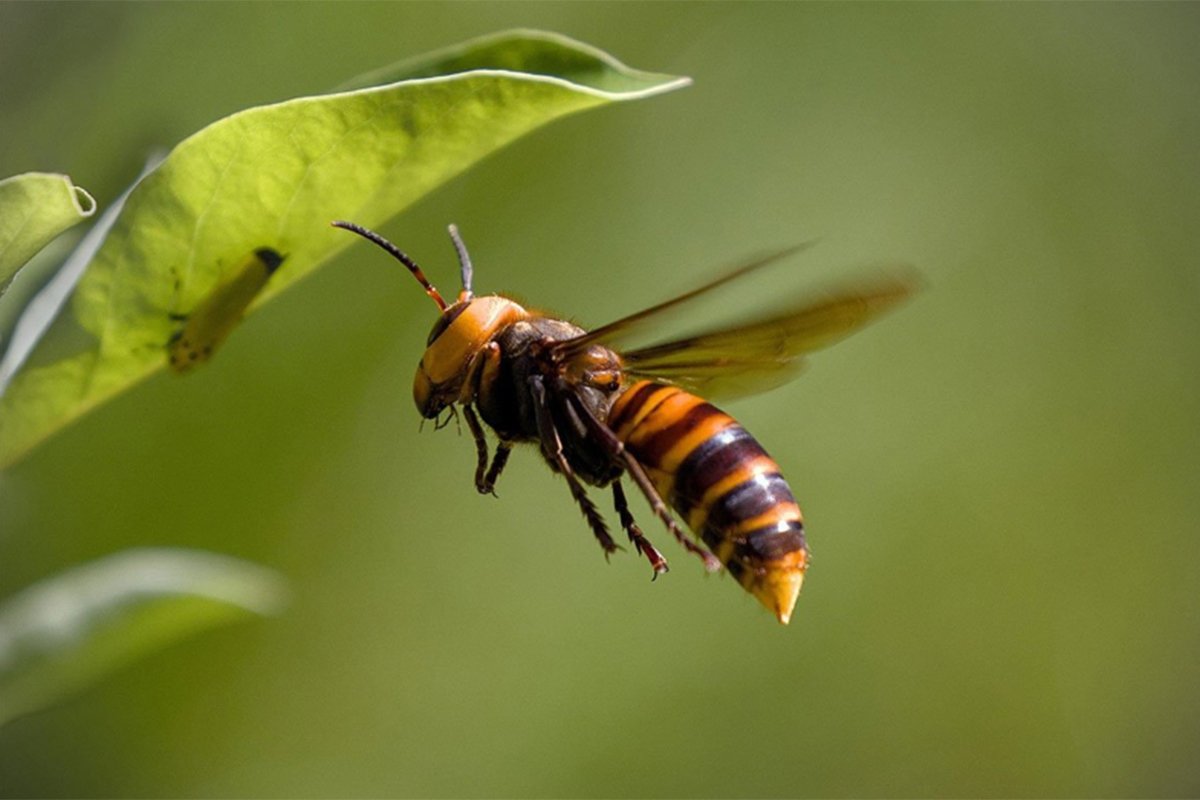 Šta uraditi kada vas ubode stršljen? Jedna stvar je ključna