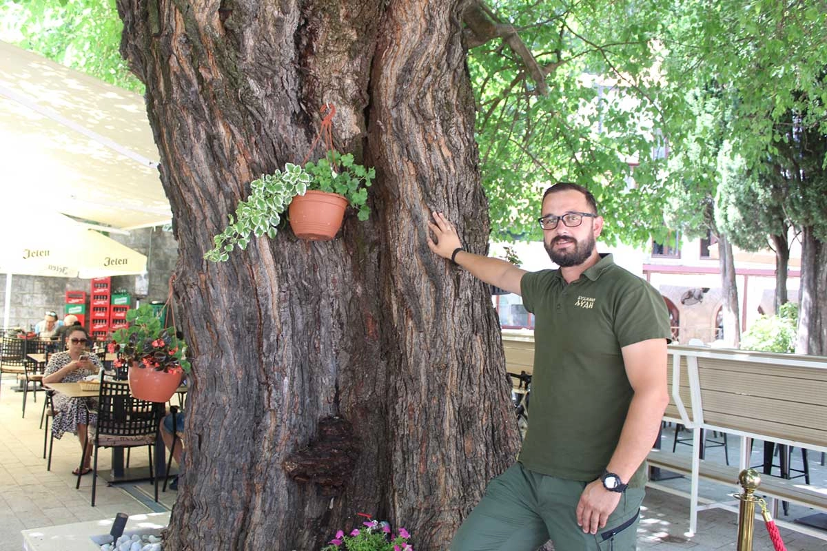 Stoljetna murva u Trebinju privlači turiste: Možda je starija i od čuvenih platana
