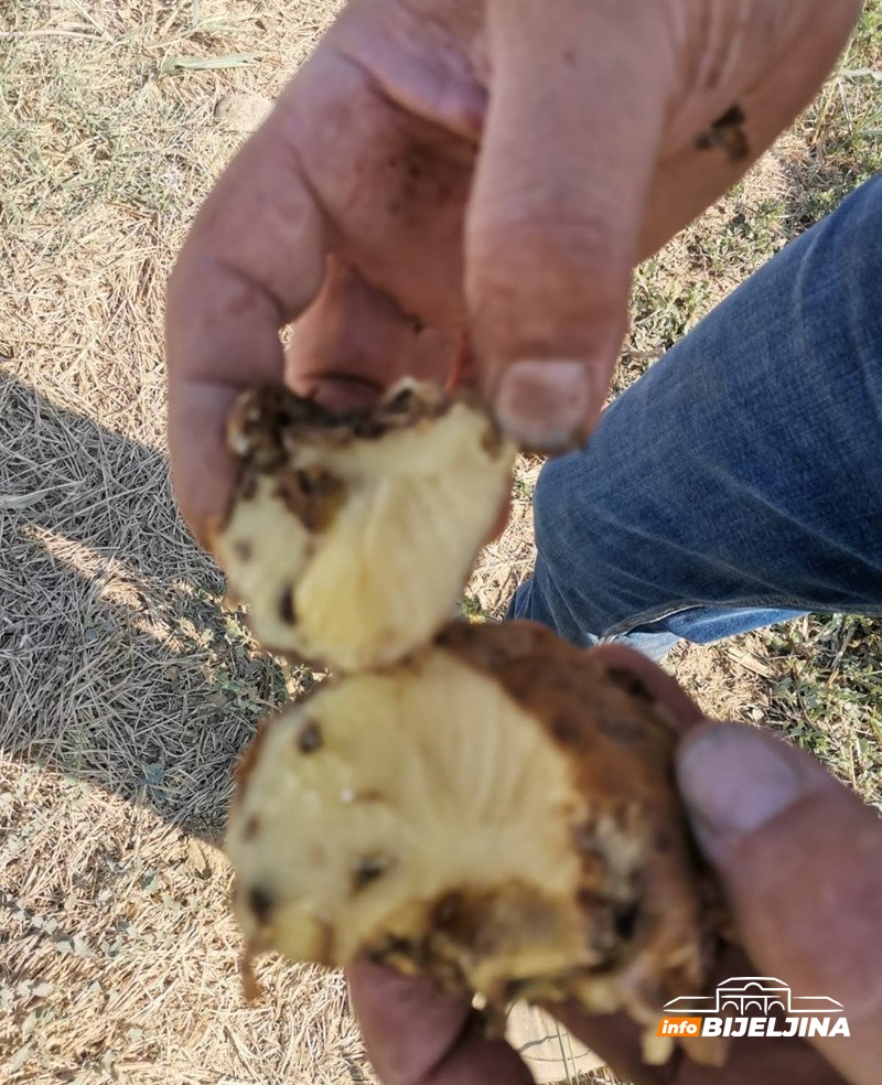 Proizvođači krompira u Semberiji ne pamte lošiju godinu: Suša i visoke temperature uništile većinu roda /FOTO/