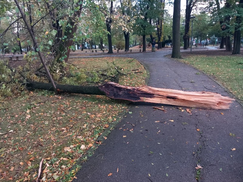 Bijeljina: Vjetar lomio grane u gradskom parku (FOTO)